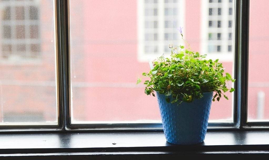 Comment décorer avec des plantes d'intérieur ?